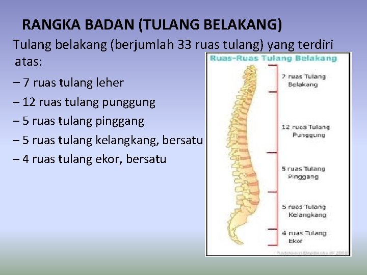 RANGKA BADAN (TULANG BELAKANG) Tulang belakang (berjumlah 33 ruas tulang) yang terdiri atas: –