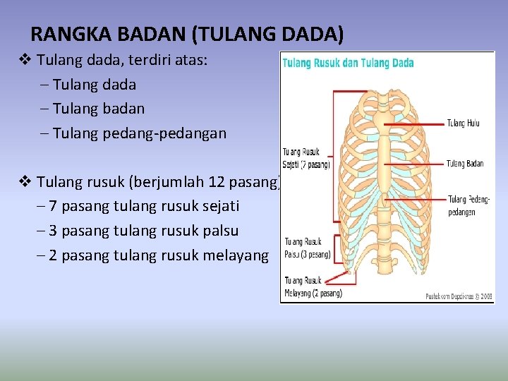 RANGKA BADAN (TULANG DADA) v Tulang dada, terdiri atas: – Tulang dada – Tulang
