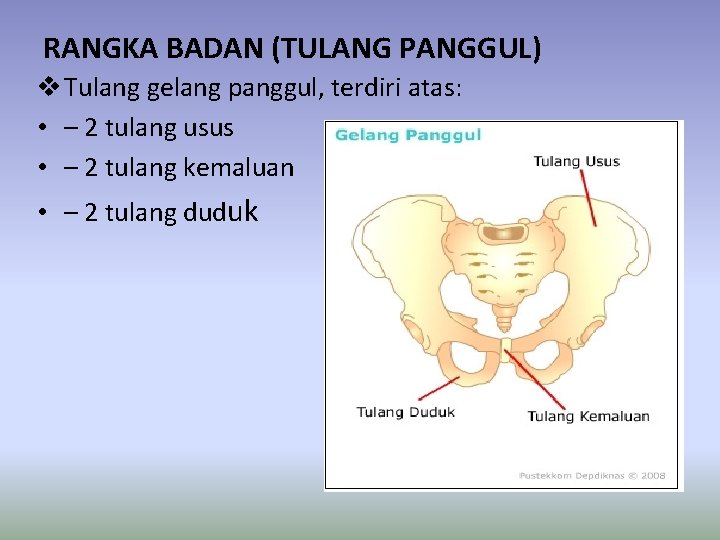 RANGKA BADAN (TULANG PANGGUL) v Tulang gelang panggul, terdiri atas: • – 2 tulang