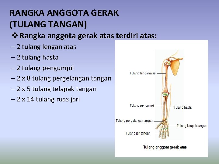 RANGKA ANGGOTA GERAK (TULANG TANGAN) v Rangka anggota gerak atas terdiri atas: – 2