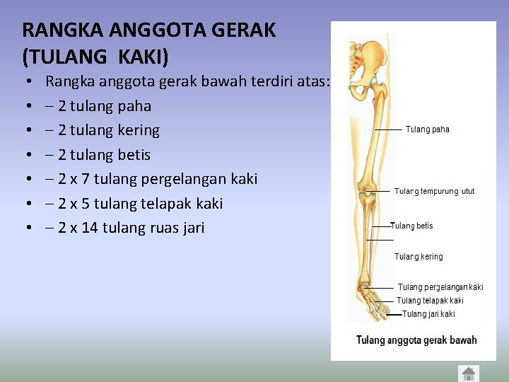 RANGKA ANGGOTA GERAK (TULANG KAKI) • • Rangka anggota gerak bawah terdiri atas: –