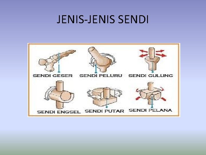 JENIS-JENIS SENDI 