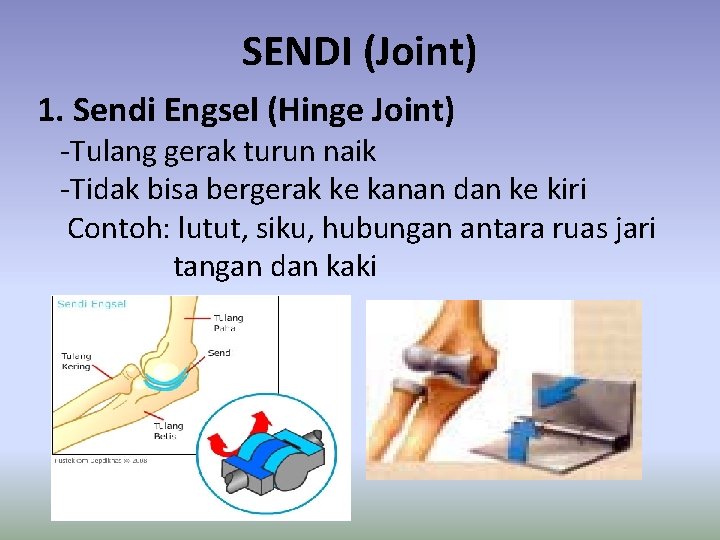 SENDI (Joint) 1. Sendi Engsel (Hinge Joint) -Tulang gerak turun naik -Tidak bisa bergerak