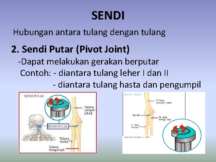 SENDI Hubungan antara tulang dengan tulang 2. Sendi Putar (Pivot Joint) -Dapat melakukan gerakan