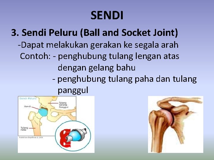 SENDI 3. Sendi Peluru (Ball and Socket Joint) -Dapat melakukan gerakan ke segala arah