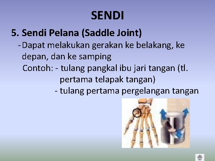 SENDI 5. Sendi Pelana (Saddle Joint) - Dapat melakukan gerakan ke belakang, ke depan,