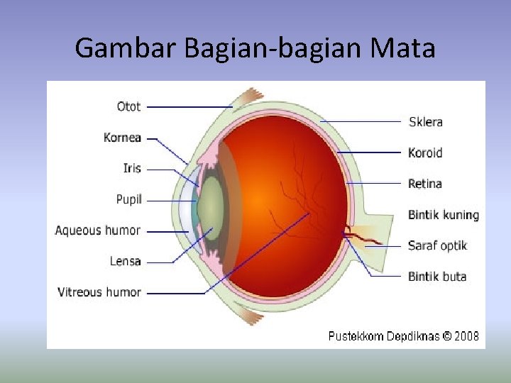 Gambar Bagian-bagian Mata 