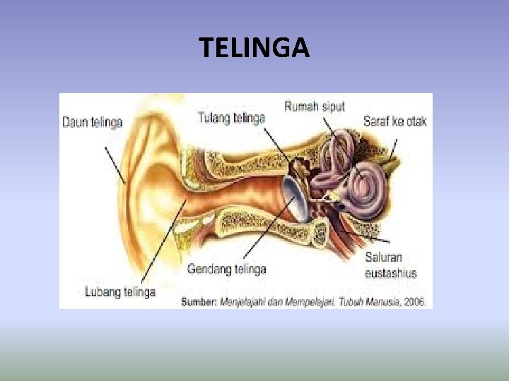 TELINGA 