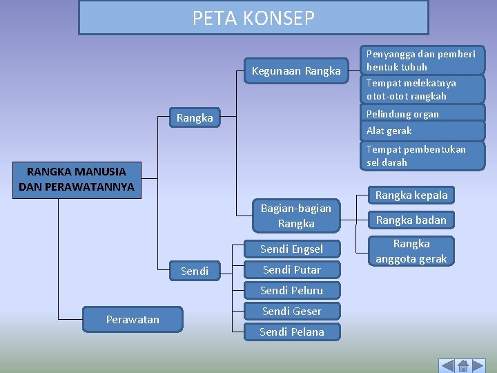 PETA KONSEP Kegunaan Rangka Pelindung organ Alat gerak Rangka Tempat pembentukan sel darah RANGKA