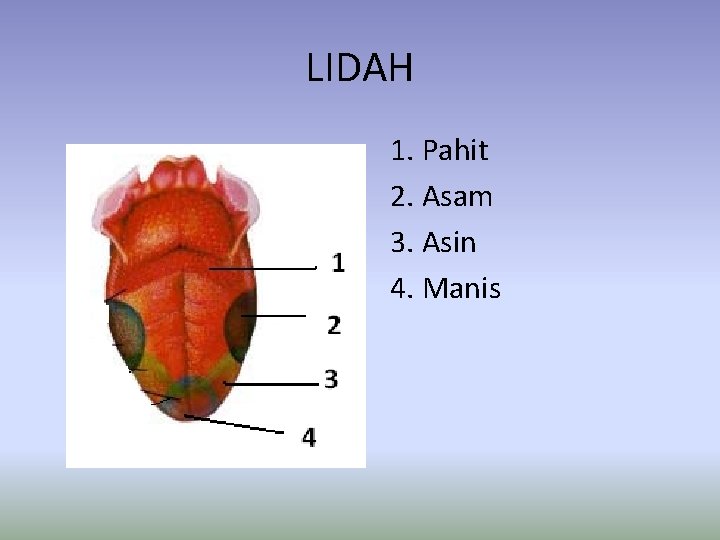 LIDAH 1. Pahit 2. Asam 3. Asin 4. Manis 