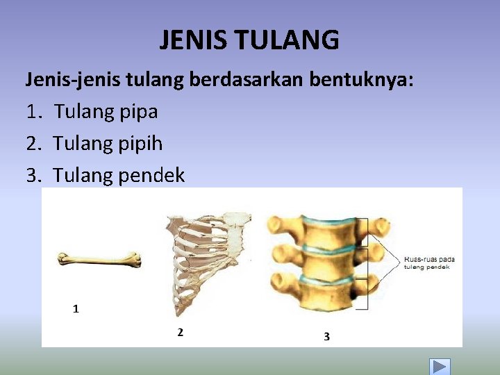 JENIS TULANG Jenis-jenis tulang berdasarkan bentuknya: 1. Tulang pipa 2. Tulang pipih 3. Tulang