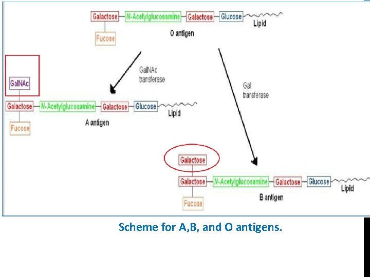 Scheme for A, B, and O antigens. 