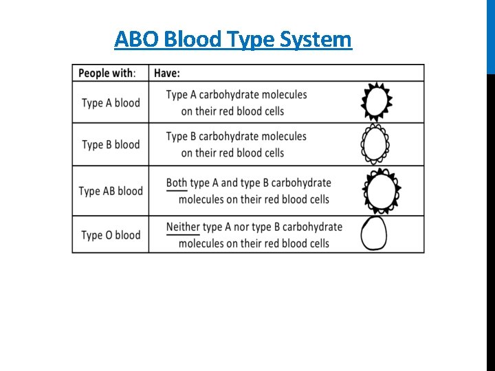 ABO Blood Type System 