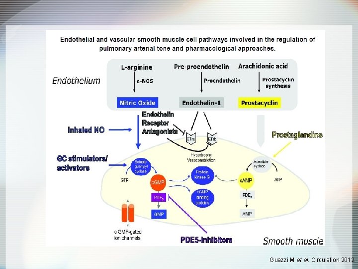 Guazzi M et al. Circulation 2012. 