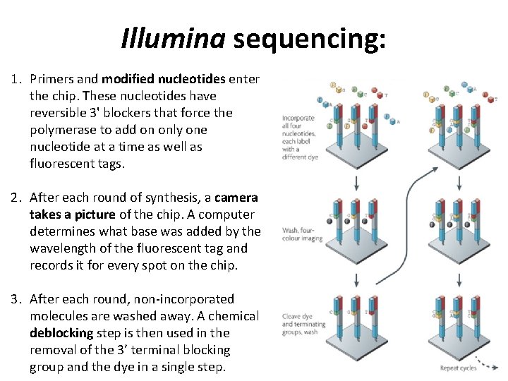 Illumina sequencing: 1. Primers and modified nucleotides enter the chip. These nucleotides have reversible