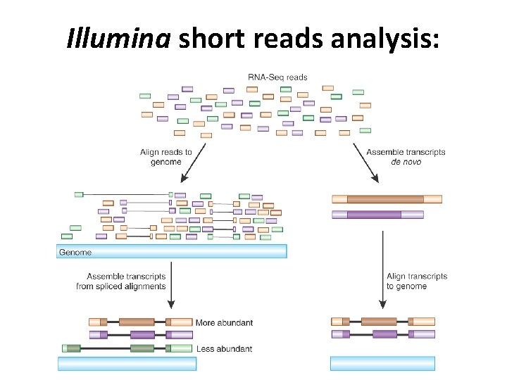 Illumina short reads analysis: 