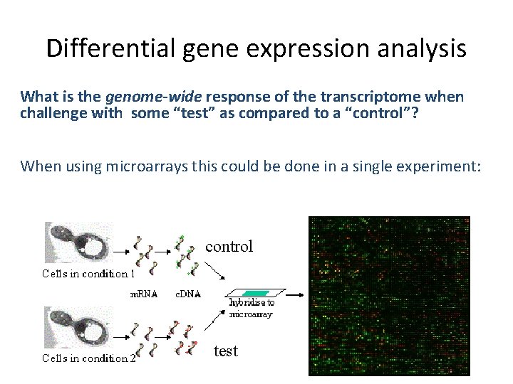 Differential gene expression analysis What is the genome-wide response of the transcriptome when challenge