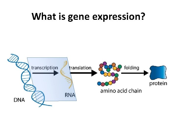 What is gene expression? 