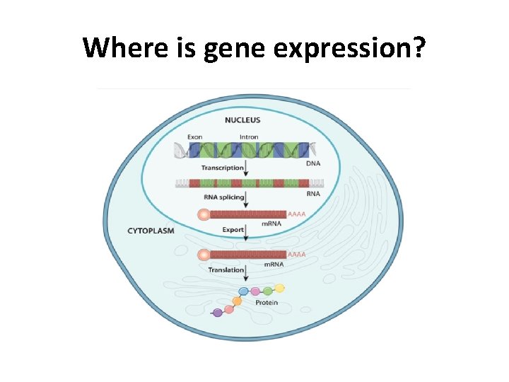 Where is gene expression? 