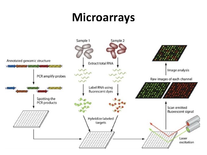 Microarrays 