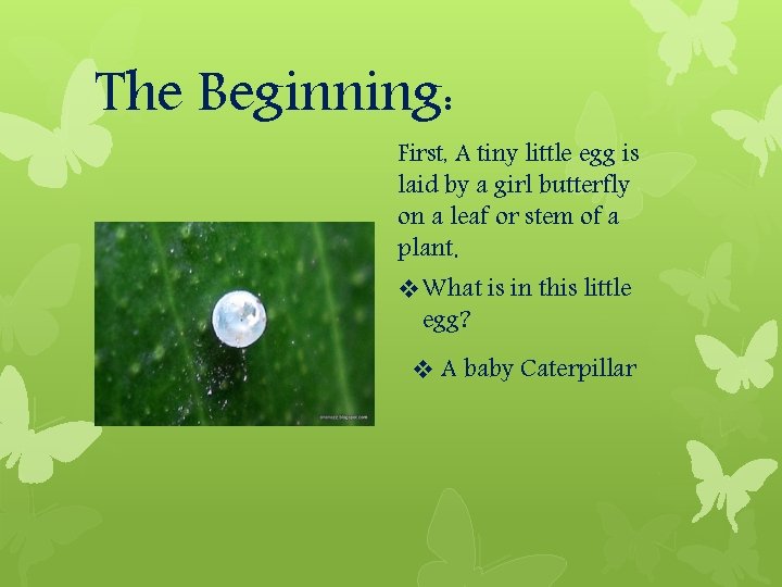 The Beginning: First, A tiny little egg is laid by a girl butterfly on