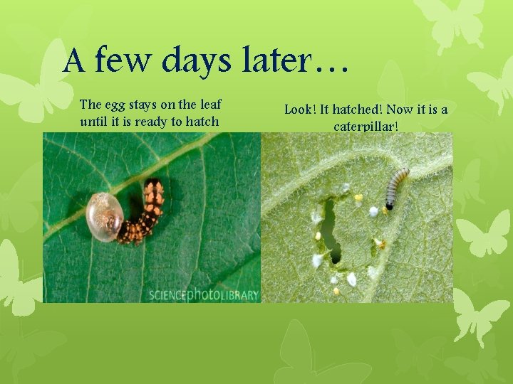 A few days later… The egg stays on the leaf until it is ready