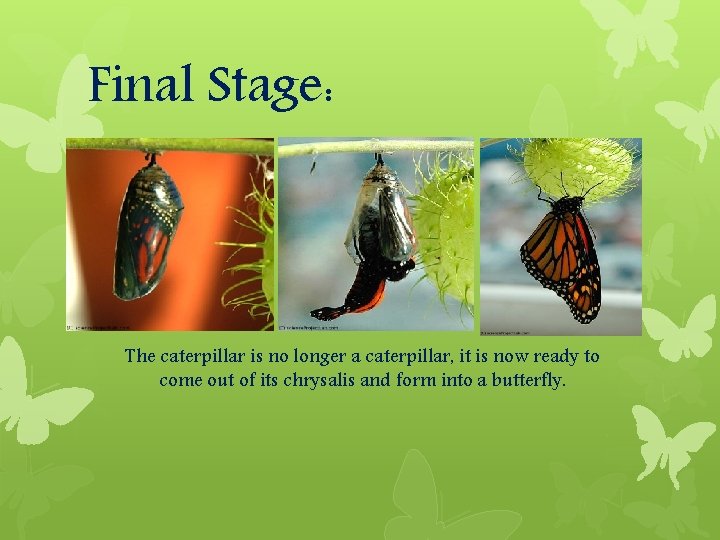 Final Stage: The caterpillar is no longer a caterpillar, it is now ready to