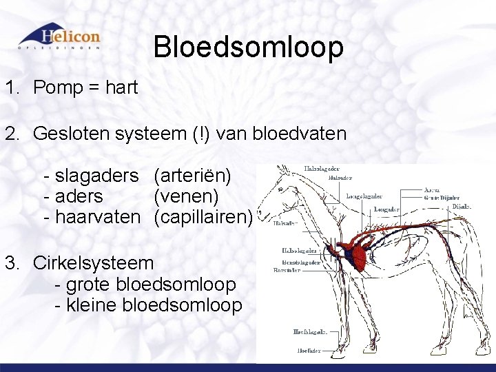 Bloedsomloop 1. Pomp = hart 2. Gesloten systeem (!) van bloedvaten - slagaders (arteriën)