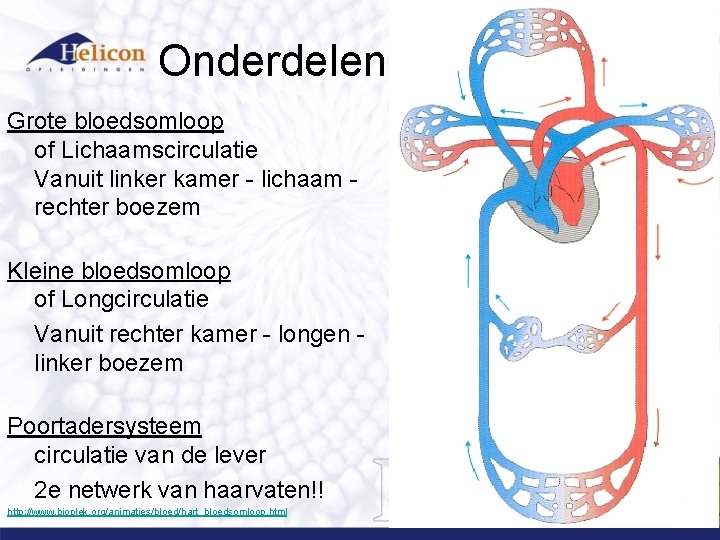 Onderdelen Grote bloedsomloop of Lichaamscirculatie Vanuit linker kamer - lichaam rechter boezem Kleine bloedsomloop