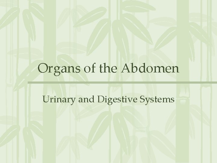 Organs of the Abdomen Urinary and Digestive Systems 