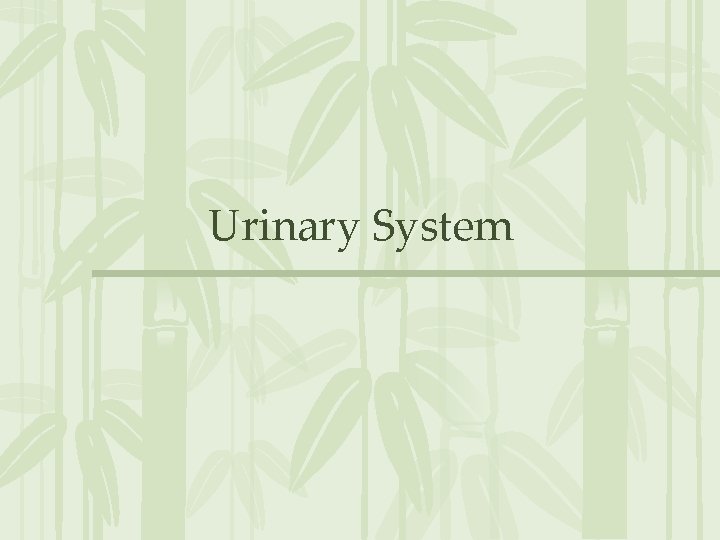 Urinary System 