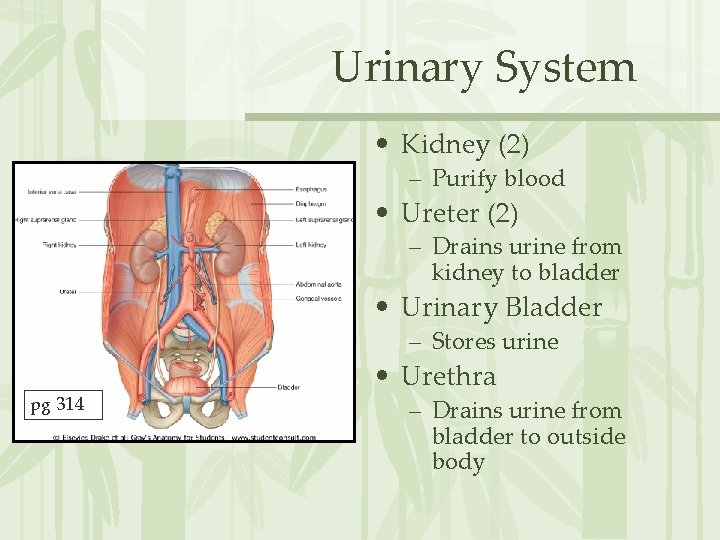 Urinary System • Kidney (2) – Purify blood • Ureter (2) – Drains urine