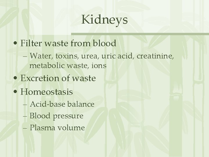 Kidneys • Filter waste from blood – Water, toxins, urea, uric acid, creatinine, metabolic