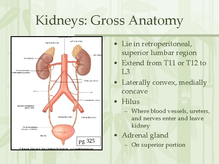 Kidneys: Gross Anatomy • Lie in retroperitoneal, superior lumbar region • Extend from T