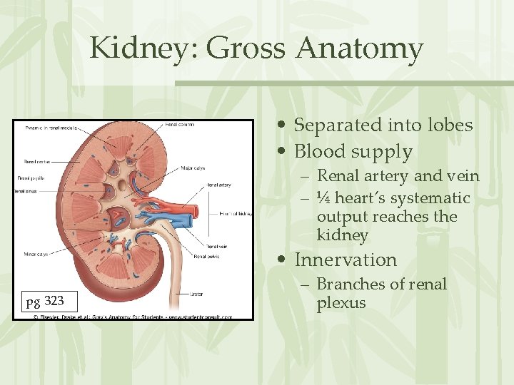 Kidney: Gross Anatomy • Separated into lobes • Blood supply – Renal artery and