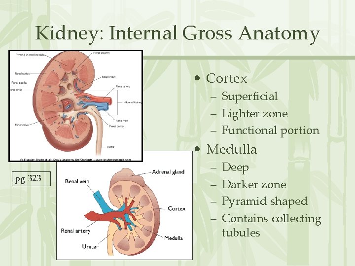 Kidney: Internal Gross Anatomy • Cortex – Superficial – Lighter zone – Functional portion