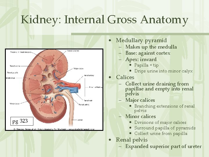 Kidney: Internal Gross Anatomy • Medullary pyramid – Makes up the medulla – Base: