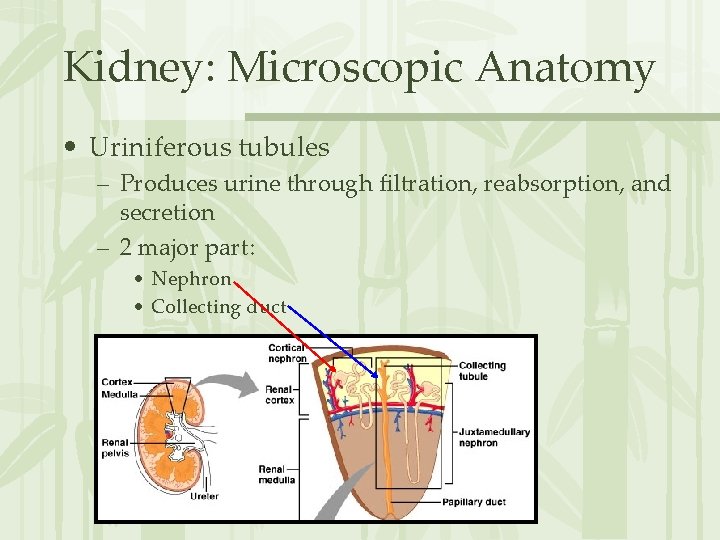 Kidney: Microscopic Anatomy • Uriniferous tubules – Produces urine through filtration, reabsorption, and secretion
