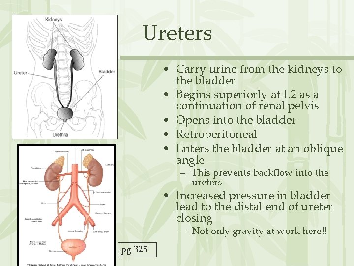 Ureters • Carry urine from the kidneys to the bladder • Begins superiorly at