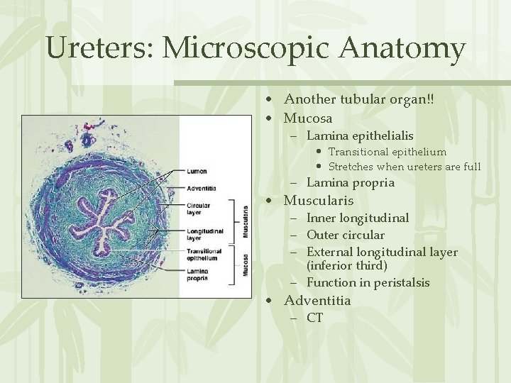 Ureters: Microscopic Anatomy • Another tubular organ!! • Mucosa – Lamina epithelialis • Transitional