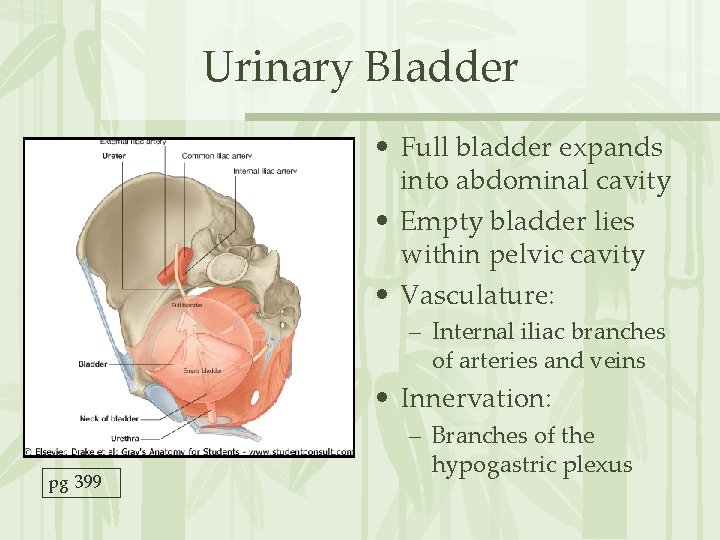Urinary Bladder • Full bladder expands into abdominal cavity • Empty bladder lies within