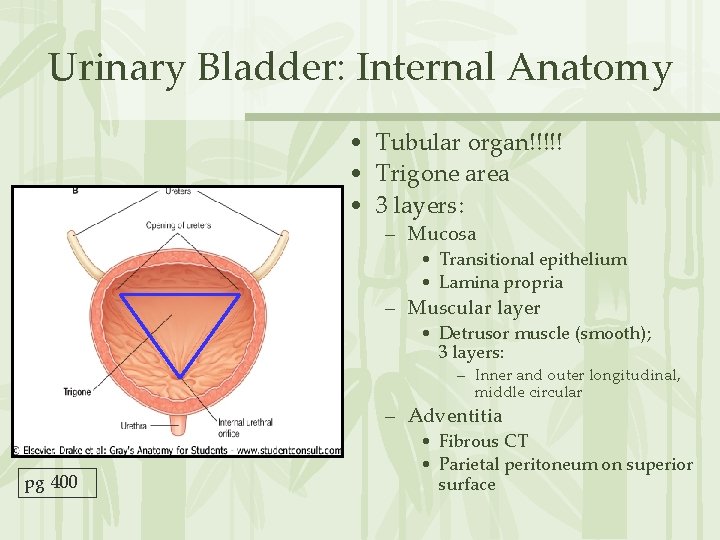 Urinary Bladder: Internal Anatomy • Tubular organ!!!!! • Trigone area • 3 layers: –