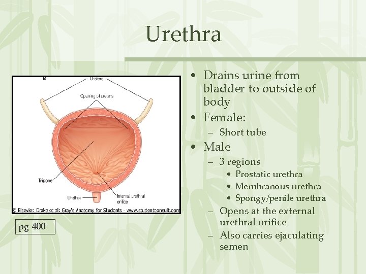 Urethra • Drains urine from bladder to outside of body • Female: – Short