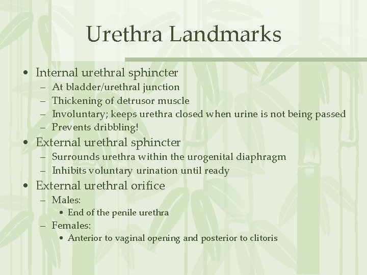 Urethra Landmarks • Internal urethral sphincter – – At bladder/urethral junction Thickening of detrusor