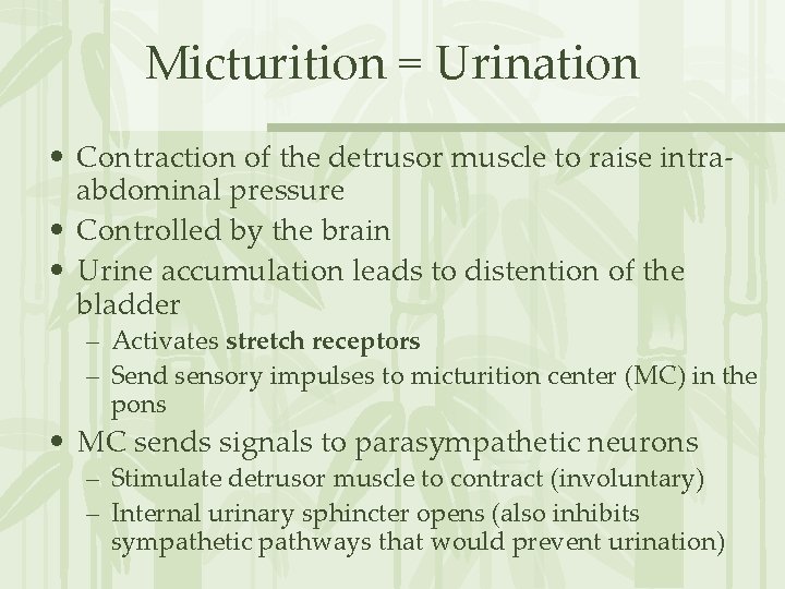 Micturition = Urination • Contraction of the detrusor muscle to raise intraabdominal pressure •