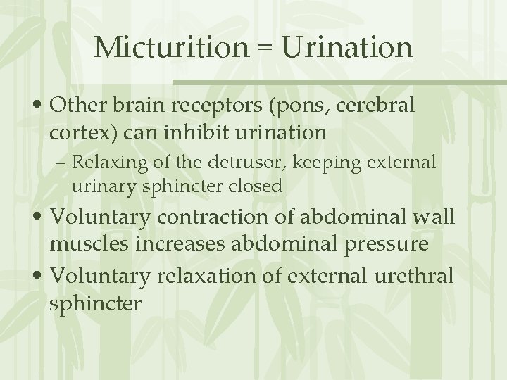 Micturition = Urination • Other brain receptors (pons, cerebral cortex) can inhibit urination –