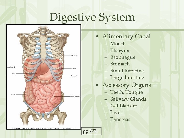 Digestive System • Alimentary Canal – – – Mouth Pharynx Esophagus Stomach Small Intestine