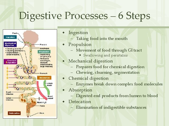Digestive Processes – 6 Steps • Ingestion – Taking food into the mouth •