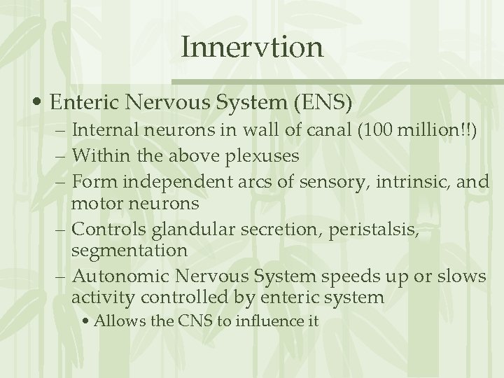 Innervtion • Enteric Nervous System (ENS) – Internal neurons in wall of canal (100