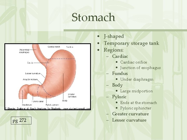Stomach • J-shaped • Temporary storage tank • Regions: – Cardiac • Cardiac orifice
